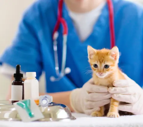 Close Up of Staff Holding Kitten Next to Medicine